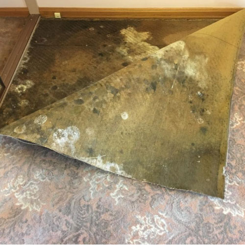 Mould Removal From Carpet